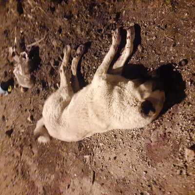 Seri katiller durmuyor! 2 canı daha vuruldu