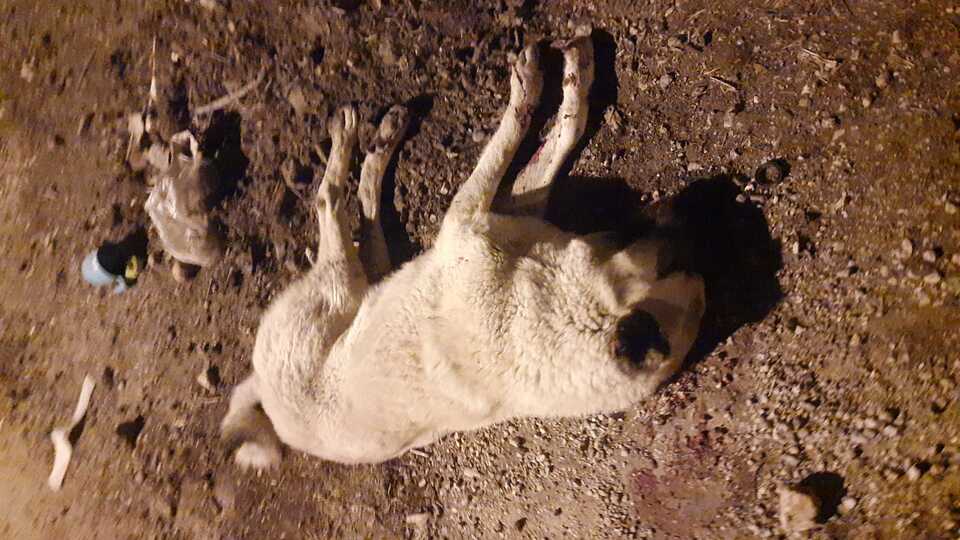 Seri katiller durmuyor! 2 canı daha vuruldu