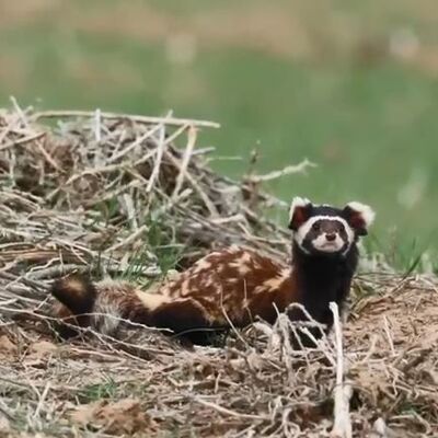 Kütahya'da kaydedildi! “Görebildiğim için kendimi şanslı hissettim”