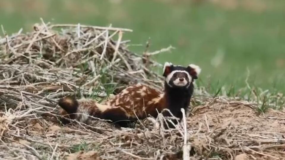 Kütahya'da kaydedildi! "Görebildiğim için kendimi şanslı hissettim"