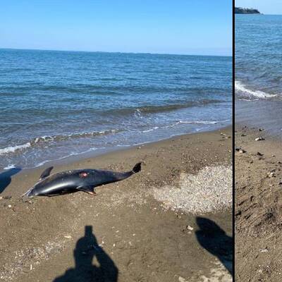 Korkutan görüntü! İki gün arayla yaşandı