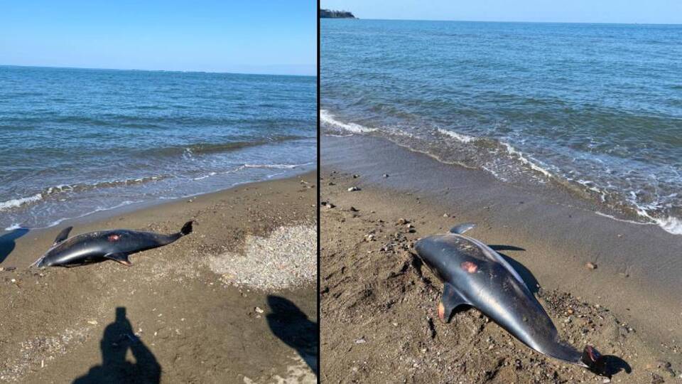 Korkutan görüntü! İki gün arayla yaşandı