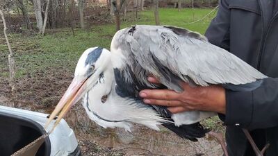 Yaralı bulunan gri balıkçıla tedavi