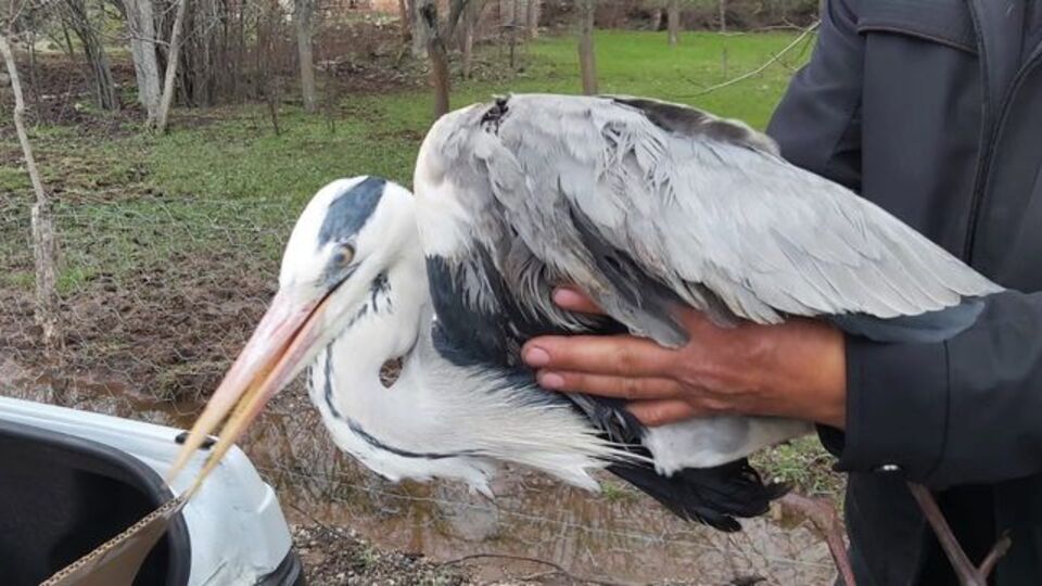 Yaralı bulunan gri balıkçıla tedavi