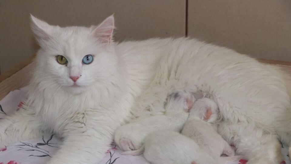 2021 yılının ilk Van kedileri!