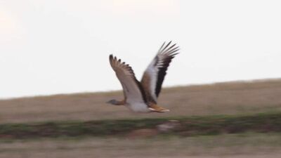 Kırıkkale'de görüldü... Nesli tükeniyor
