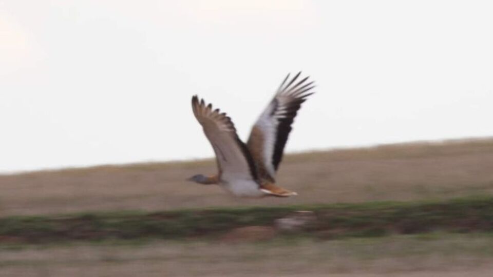 Kırıkkale'de görüldü... Nesli tükeniyor