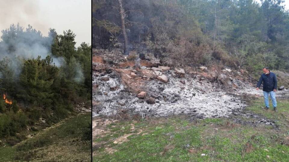 Yangını fırsat bilip, ağaçları kestiler!