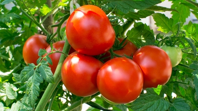 Rusya domates kotasını artıracak