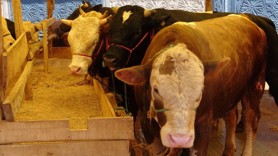 Tarım Kredi'den faizsiz yem kredisi