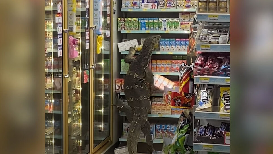 Kızdıklarında tehlike saçıyor! Markette dev kertenkele paniği