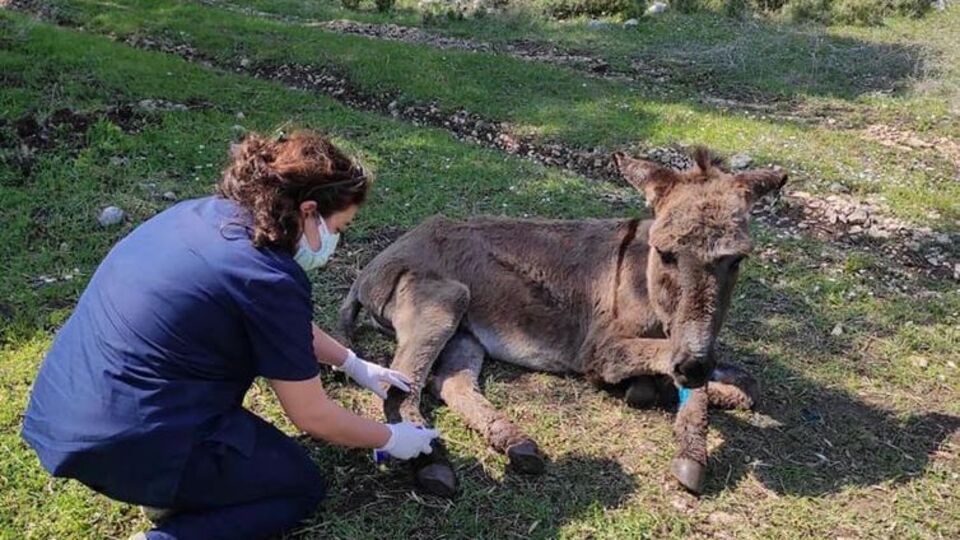 Ormana terk edilmişti, hayata böyle tutundu