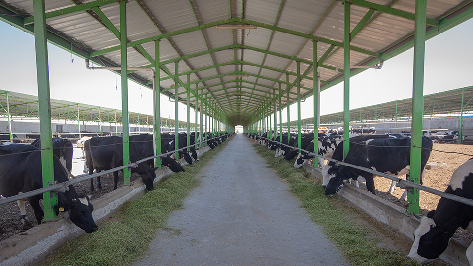 Hayvancılık işletmelerine yeni zorunluluk