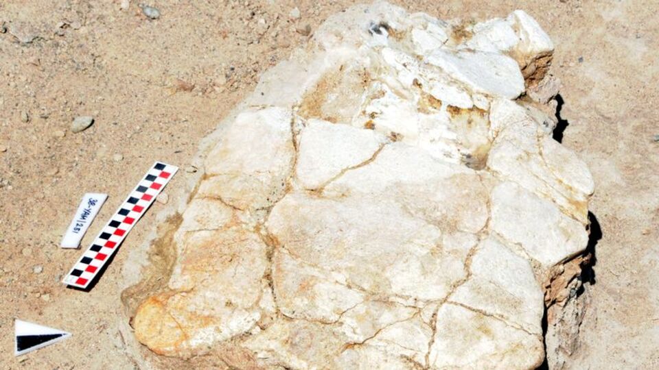 Çoban bulmuştu... Titiz hazırlık!