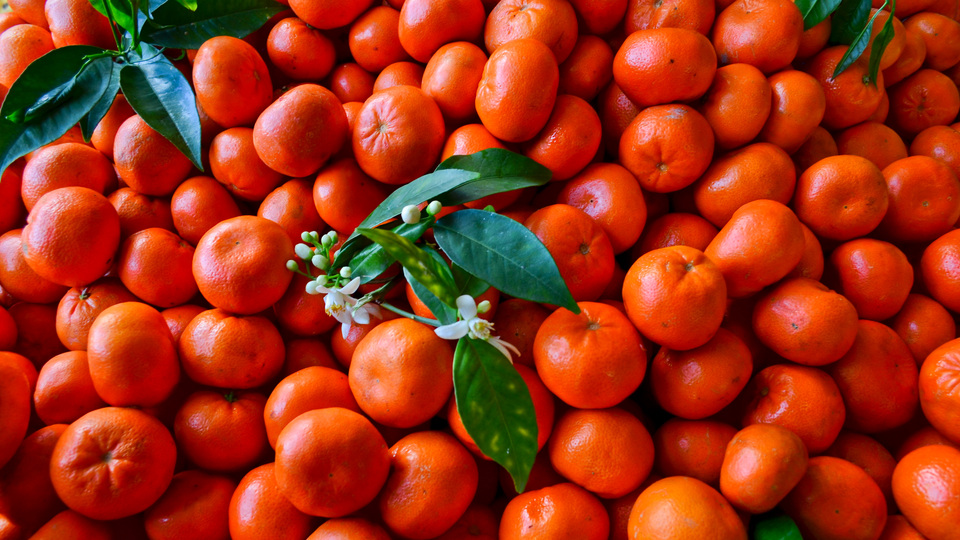 Ruslar turunçgile doydu!