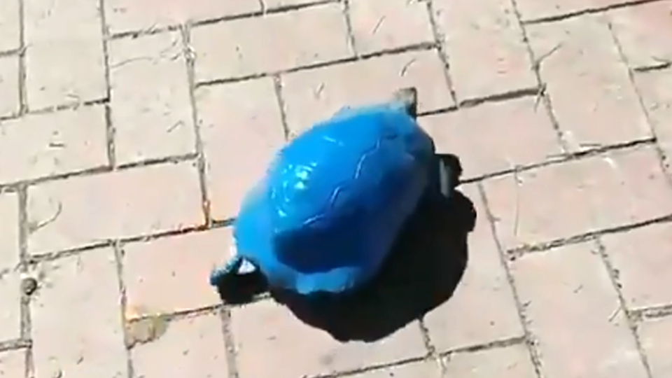 Kaplumbağayı maviye boyadılar!