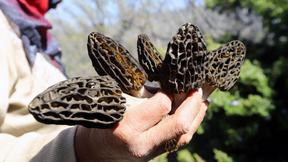 Ormanda bulunuyor... Kilosu bin liraya kadar çıkıyor