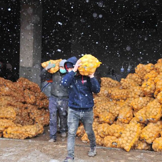 TMO patates alımına başladı