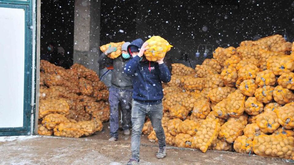 TMO patates alımına başladı