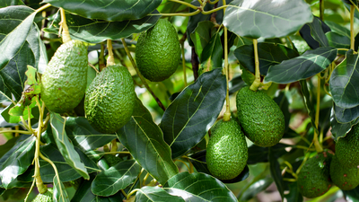 Avokado üretimi katlandı