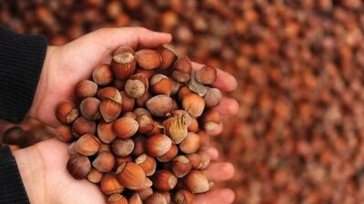 İl il fındık fiyatları listesi