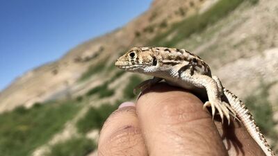 Sadece bir ilimizde görüldü! Kayıt altına alındı