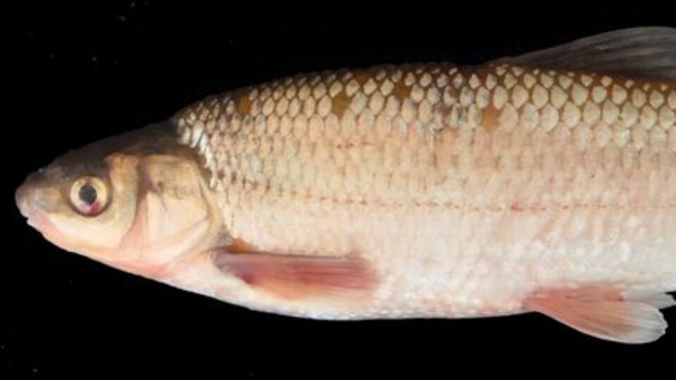 İzmir'de keşfedildi! Eski adından esinlenildi