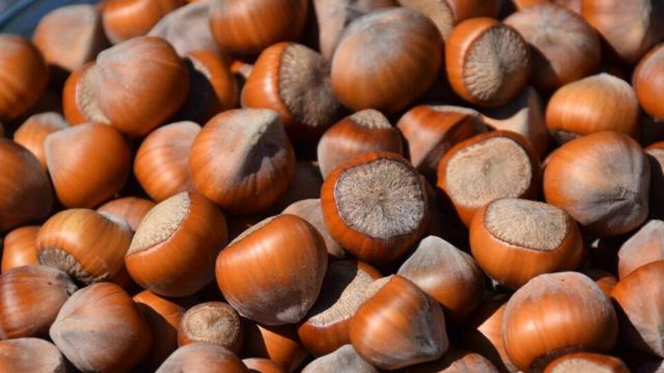 İl il fındık fiyatları listesi