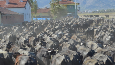 Yetiştiricilere 681 milyon TL destek