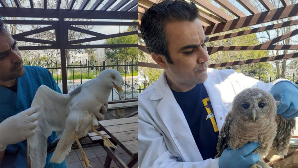 Yaralı bulundu! Nesli tehlike altında