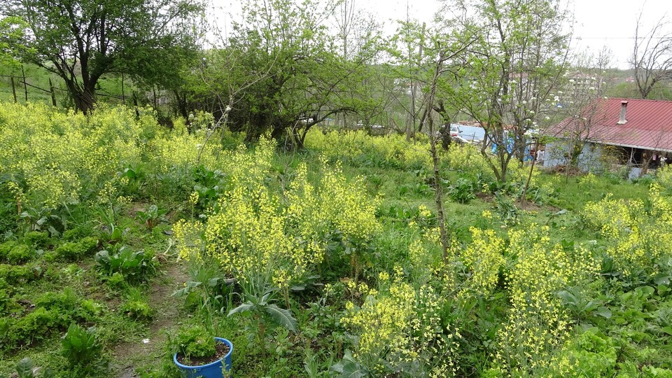 Tarlada çalışan karısını öldürdü!