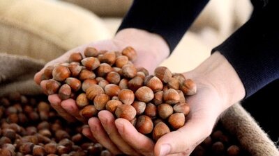 İl il fındık fiyatları listesi