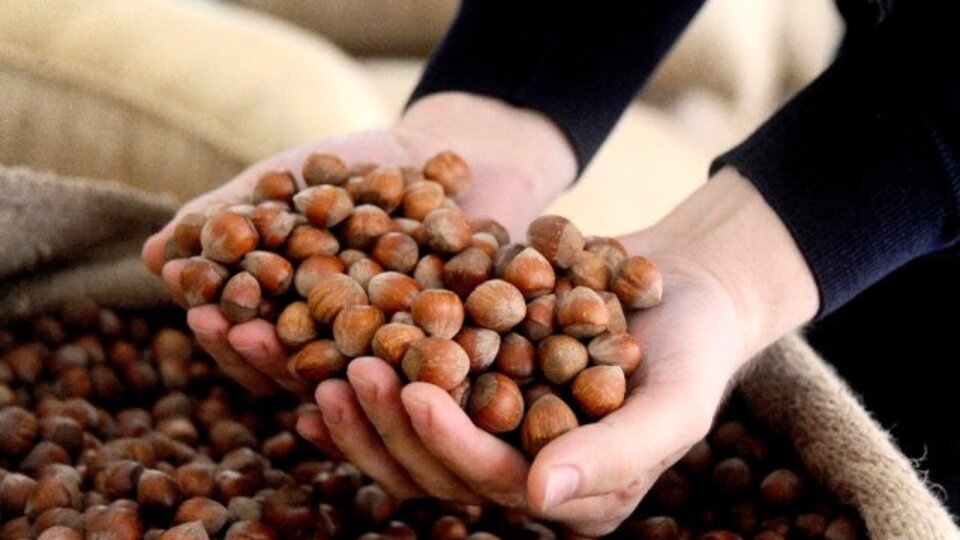 İl il fındık fiyatları listesi