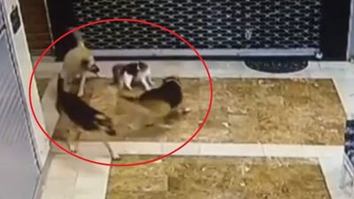 Yavrusuna saldıran üç köpeği böyle kovaladı