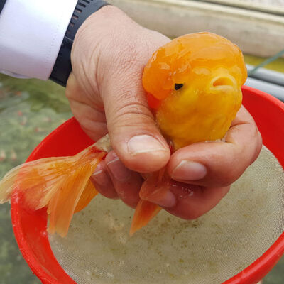 Kafalarındaki topakların sırrı belli oldu