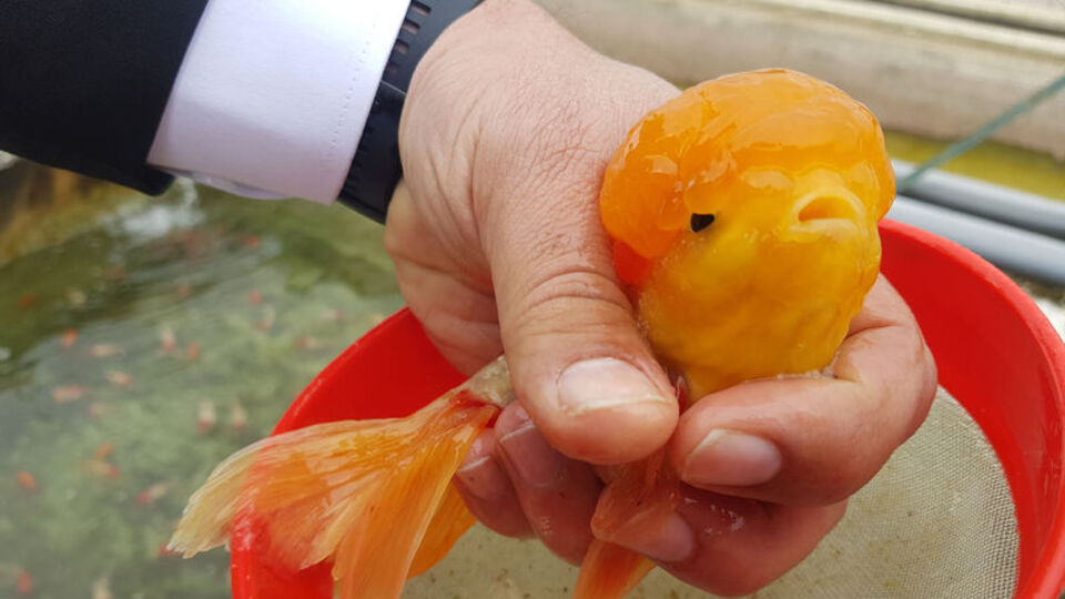 Kafalarındaki topakların sırrı belli oldu