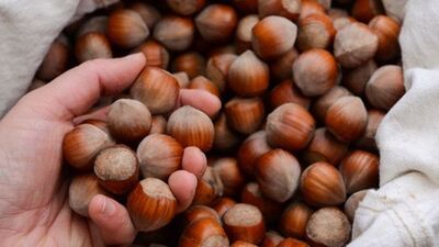 İl il fındık fiyatları listesi