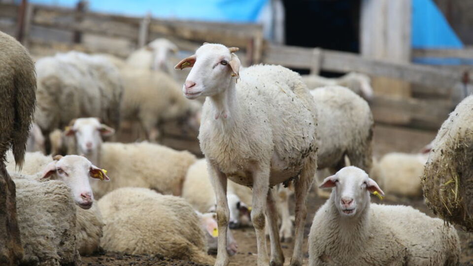 Kırklareli kıvırcık koyunu tescillendi