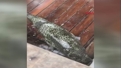 Zehirli ve ağırlığı 5 kilo! Antalya sahilini sardı!