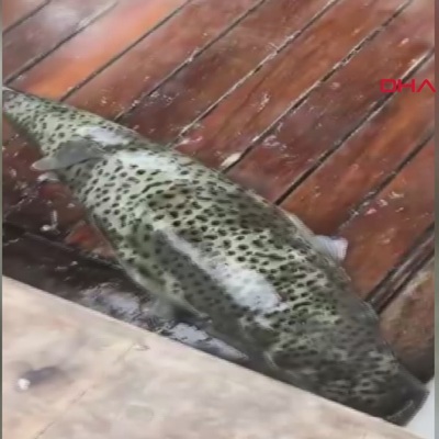 Zehirli ve ağırlığı 5 kilo! Antalya sahilini sardı!