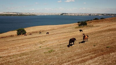 50 değil 100 at: 1'i öldü 99 at kayıp