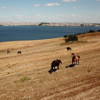 50 değil 100 at: 1’i öldü 99 at kayıp