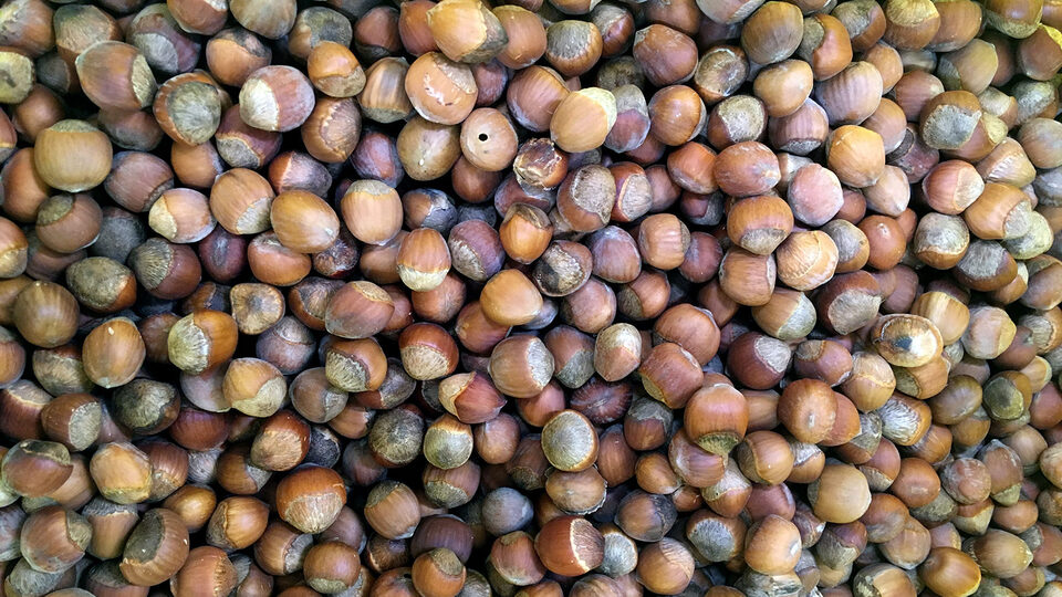 İl il fındık fiyatları listesi