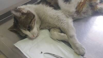 Bu ne vicdansızlık! Kediyi kurşunladılar