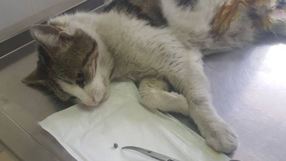 Bu ne vicdansızlık! Kediyi kurşunladılar