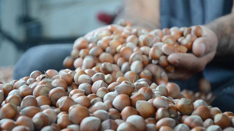 İl il fındık fiyatları listesi