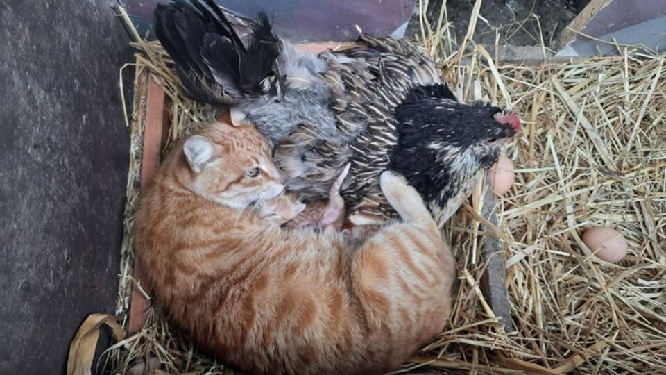 Yavru kedilerin `nöbetçi annesi´