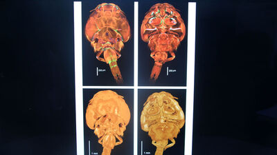 İlk kez tespit edildi... İsmi Adana!