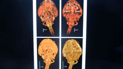 Ağaçların arasında inşa etti... Pandemi sığınağı!