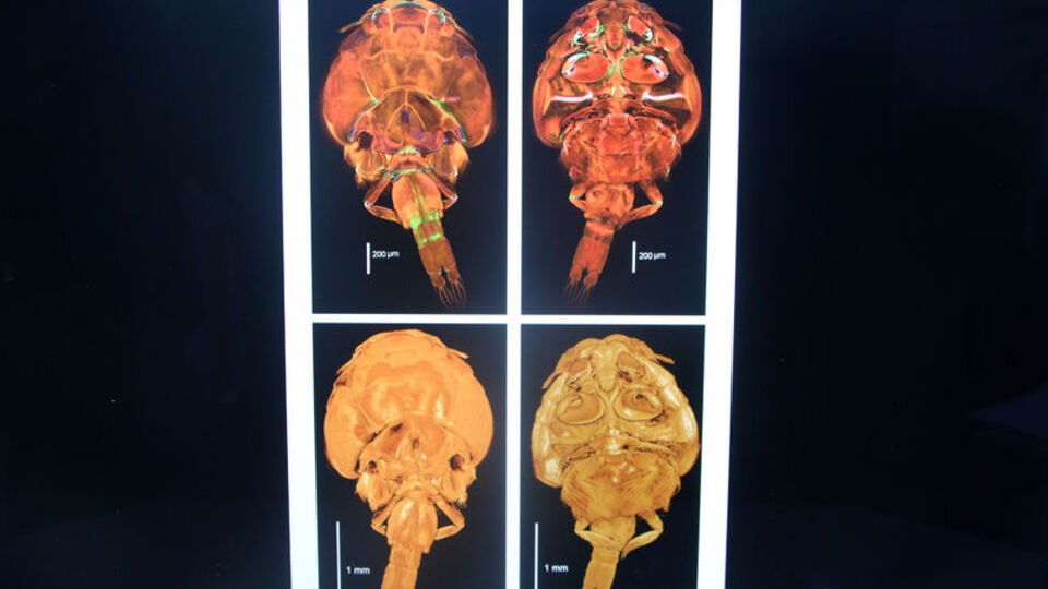 Ağaçların arasında inşa etti... Pandemi sığınağı!
